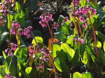 Flowers blooming on plant