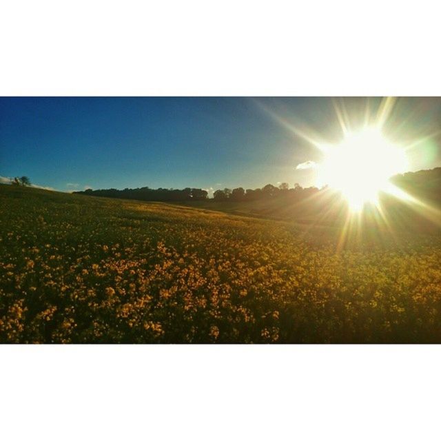 sun, transfer print, sunbeam, sunlight, field, beauty in nature, auto post production filter, lens flare, tranquil scene, growth, nature, tranquility, landscape, scenics, clear sky, yellow, sky, flower, sunny, rural scene