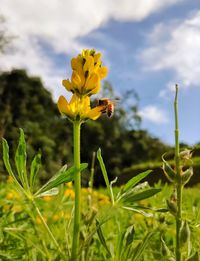 Close-up of yellow flowering plant on field