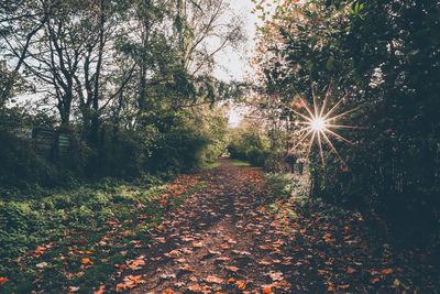 Sunlight falling on autumn leaves in forest