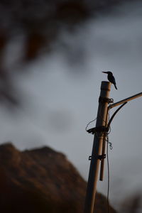 Low angle view of bird perching on pole against sky