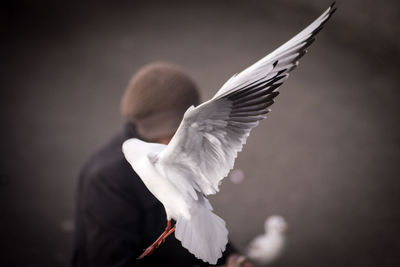 Close-up of seagull flying against blurred background