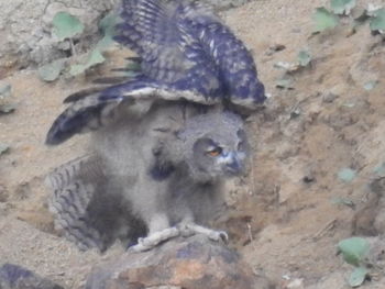 High angle view of bird