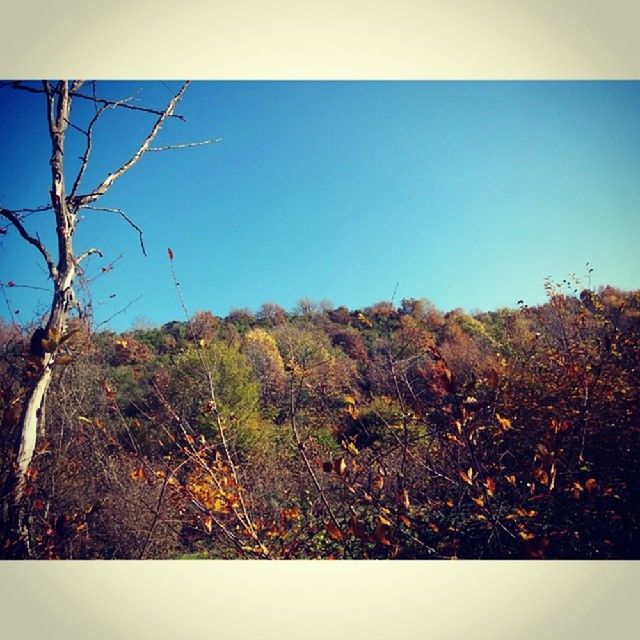 clear sky, transfer print, copy space, tranquility, tree, tranquil scene, blue, scenics, landscape, nature, auto post production filter, beauty in nature, growth, field, non-urban scene, day, sky, sunlight, no people, branch