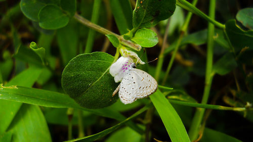 Close-up of insect on purple flowering plant