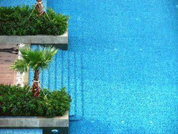 High angle view of swimming pool with bush and tree growing on edge