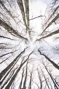 Low angle view of bare tree in winter