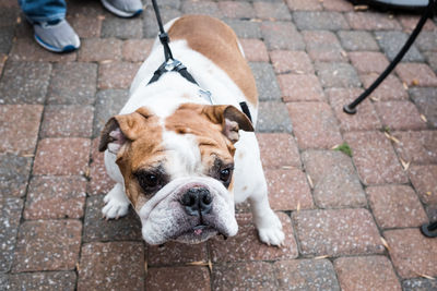 High angle view of dog sitting on sidewalk