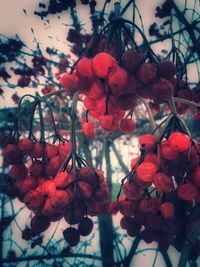 Close-up of red flowers