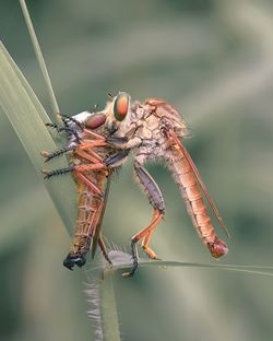 Close-up of dragonfly