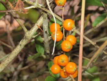 Close-up of orange fruits on tree