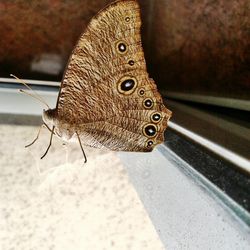 Close-up of butterfly