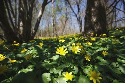 Close-up of yellow flowering plants on field