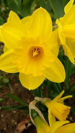 Close-up of yellow flowers blooming outdoors