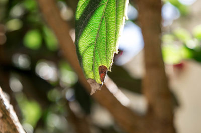 Close-up of green lizard on leaf