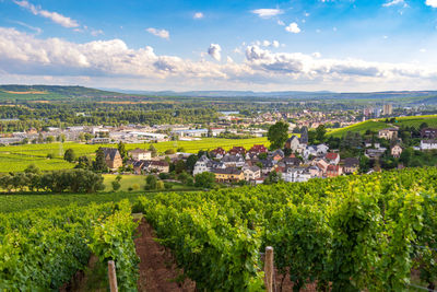 Panoramic view of vineyard against sky, schloss johannisberg