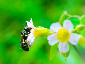 Close-up of insect on yellow flower