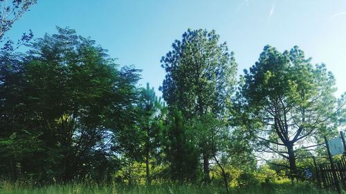 Low angle view of trees against sky