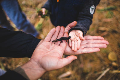 High angle view of gecko on palm of human hands