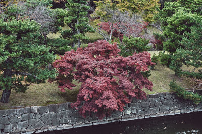 Pink flowering plant against trees