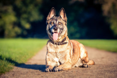 Portrait of dog sticking out tongue on grass