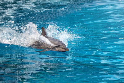 High angle view of swimming in sea