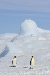 High angle view of birds on snow covered landscape