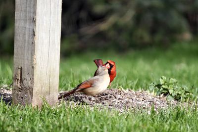 Close-up of bird perching on grass