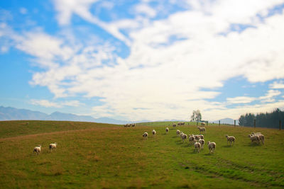 Sheep grazing on grassy field