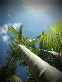 Plants against sky