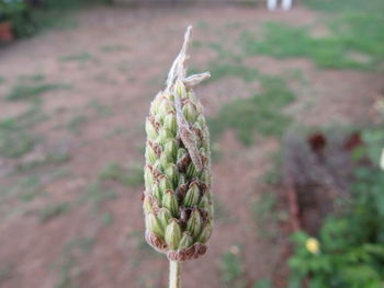 Close-up of plant growing on field