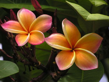 Close-up of frangipani on plant