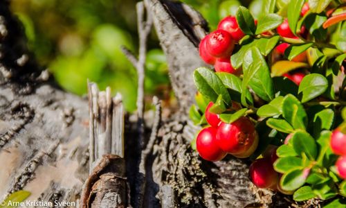 Close-up of cherries on tree trunk