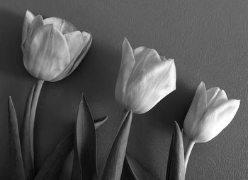 Close-up of white tulips