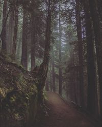 Narrow pathway along trees in forest