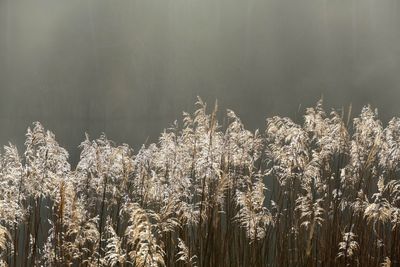 Panoramic shot of plants against sky