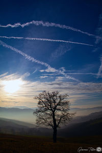 Silhouette tree on field against sky at sunset