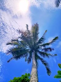 Low angle view of coconut palm tree against sky