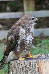 Close-up of falcon perching on wooden post