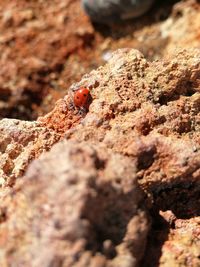 Close-up of ladybug on rock