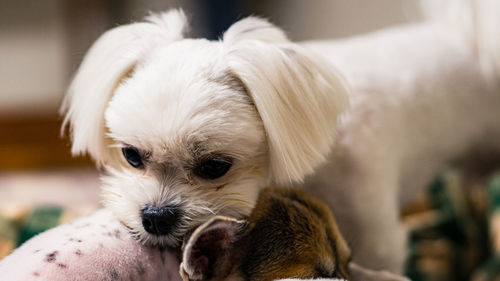 Close-up of a dog