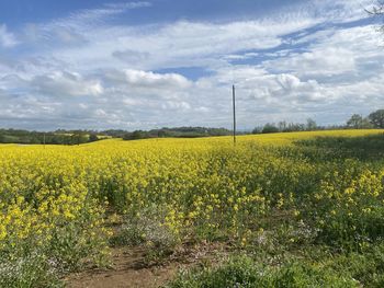 Scenic view of oilseed rape field against sky