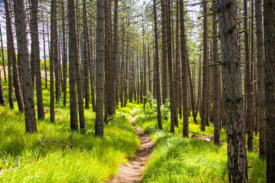 Pine trees in forest