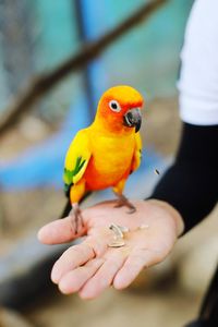 Cropped image of person holding bird