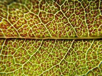 Full frame shot of autumn leaf