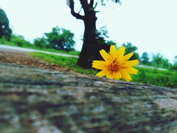 Close-up of yellow flower blooming outdoors