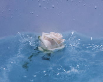 Close-up of white rose in water
