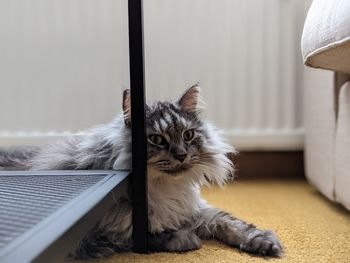 Portrait of cat relaxing at home