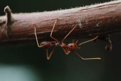 Extreme close-up of ant on plant stem