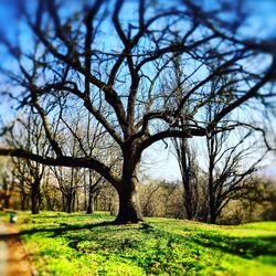 Close-up of bare tree in field